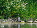 Grey Heron - Czapla Siwa